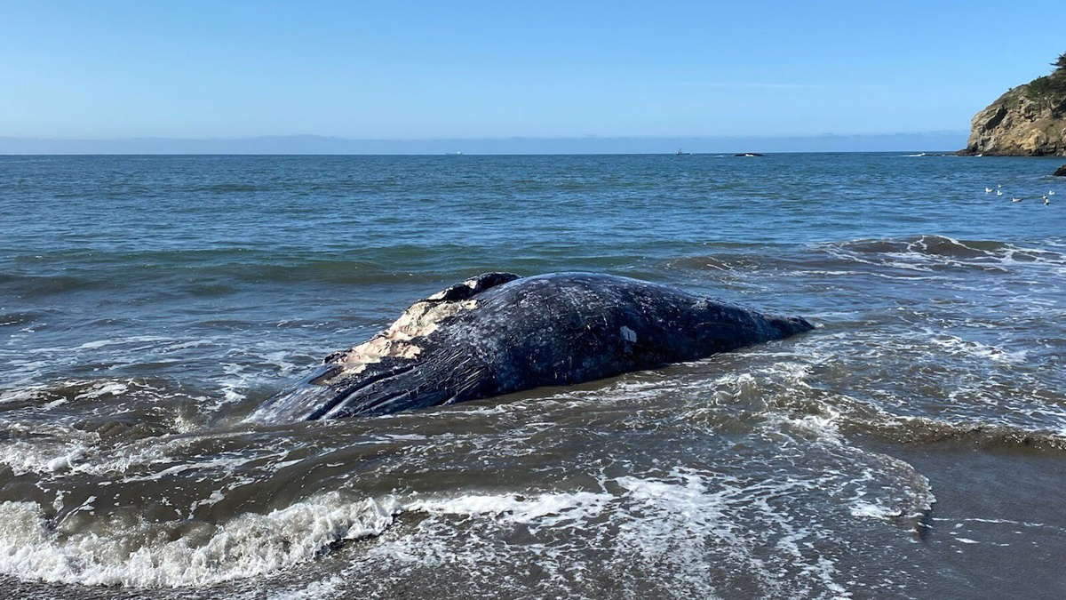 Hallan 4 ballenas grises muertas en Bahía de San Francisco