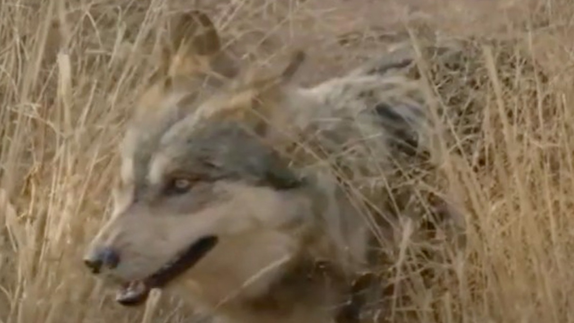 Regresa al lobo mexicano extinto a su hábitat Regresa al lobo mexicano extinto a su hábitat