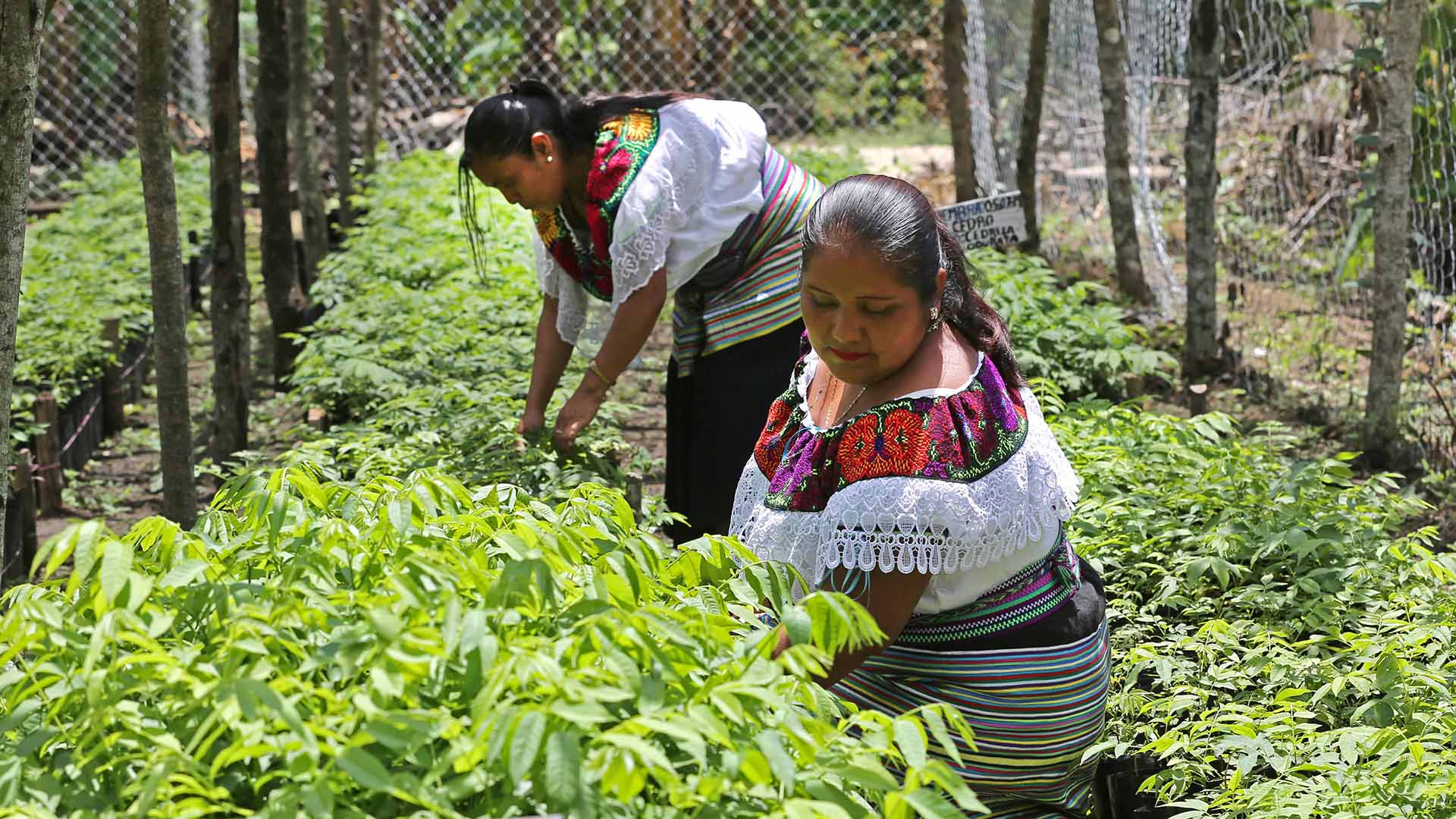 México llega a cumbre climática con propuesta sobre migración y muchos pendientes México llega a cumbre climática con propuesta sobre migración y muchos pendientes