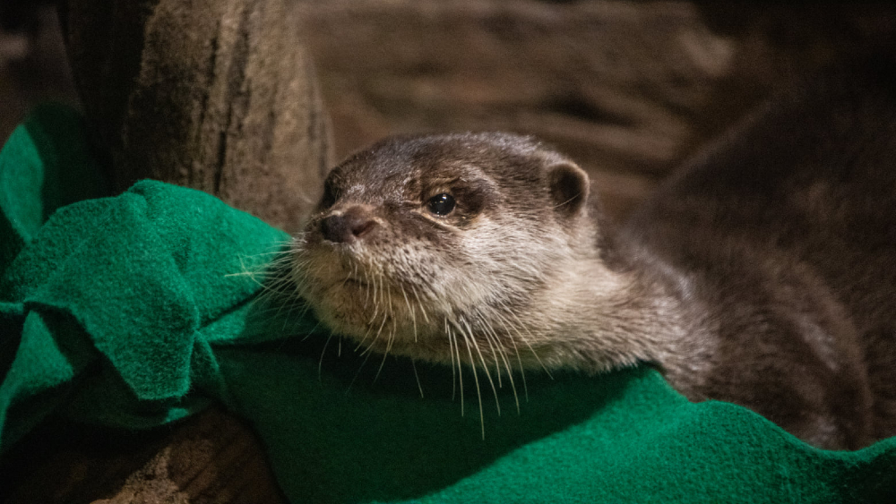 Nutrias de acuario en EE.UU. dan positivo al COVID-19