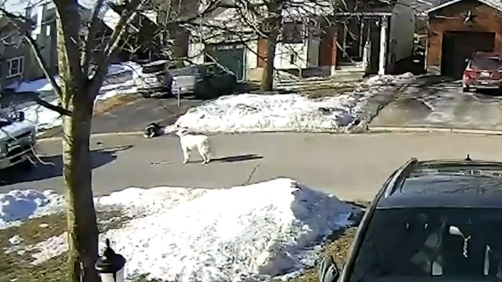 #Video Perrita detiene tráfico para ayudar a su dueña que convulsionaba