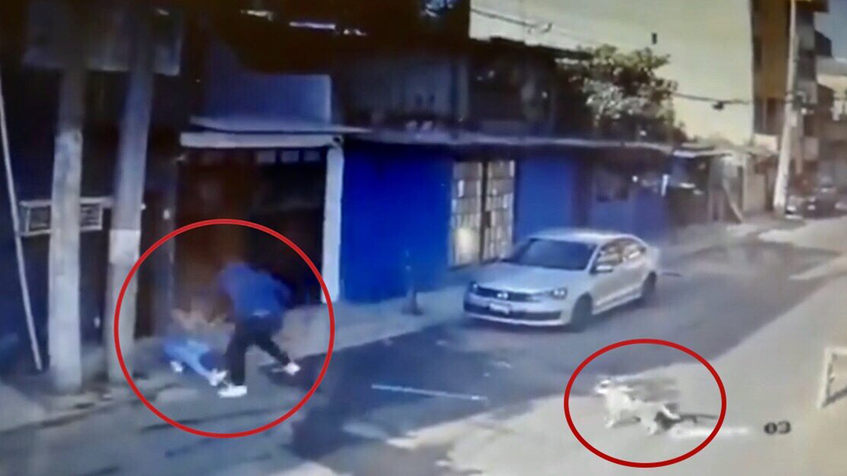 #Video Perro defiende a mujer en Tlalpan de intento de feminicidio #Video Perro defiende a mujer en Tlalpan de intento de feminicidio