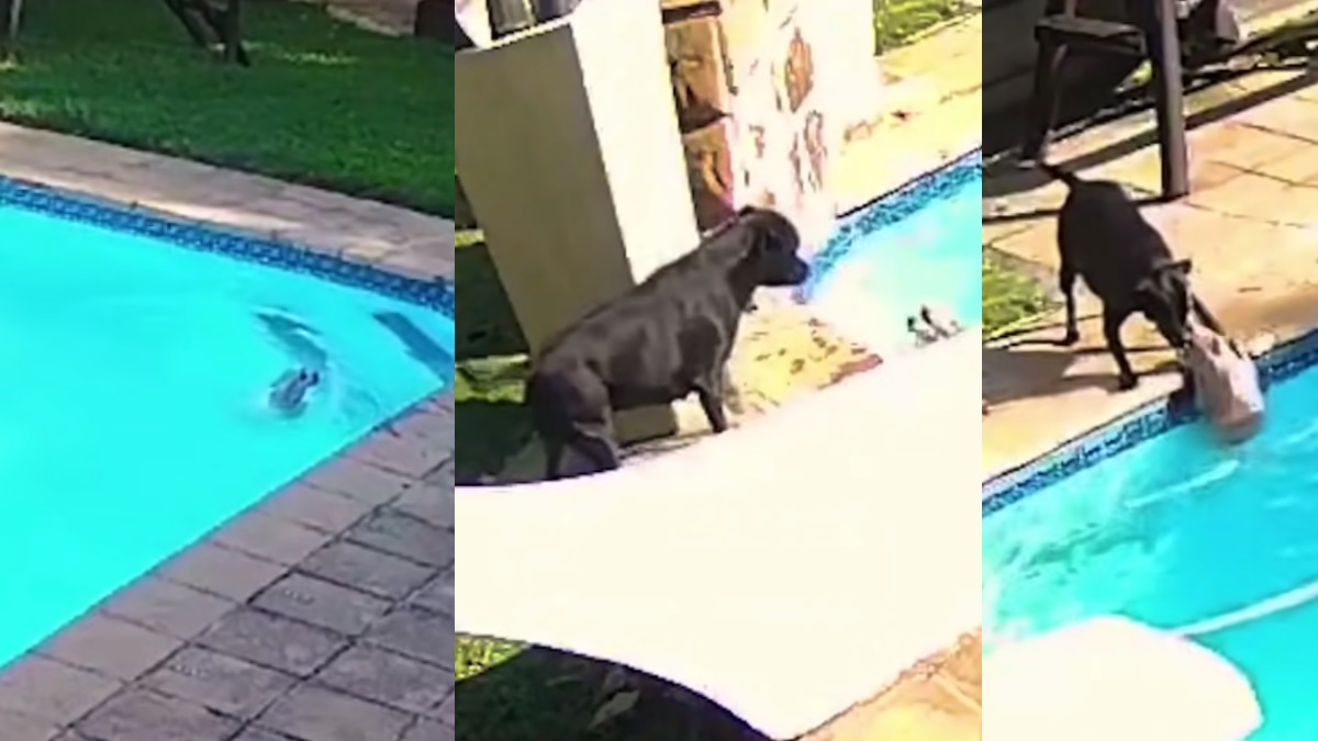 #Video Perro rescata a otro de ahogarse en alberca