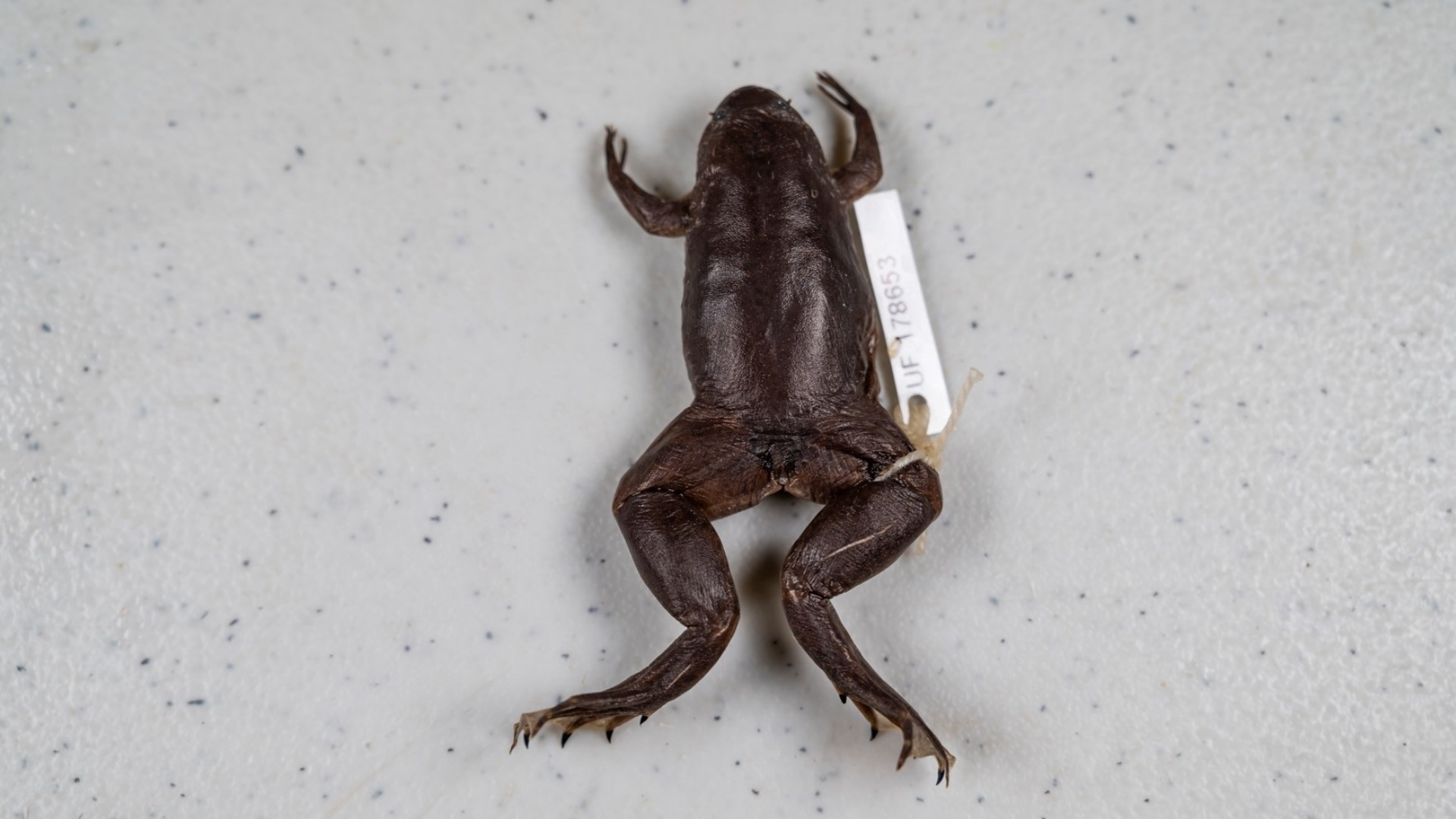 Alertan en Florida por rana africana que pone en riesgo ecosistema - rana-africa-florida-estados-unidos-2