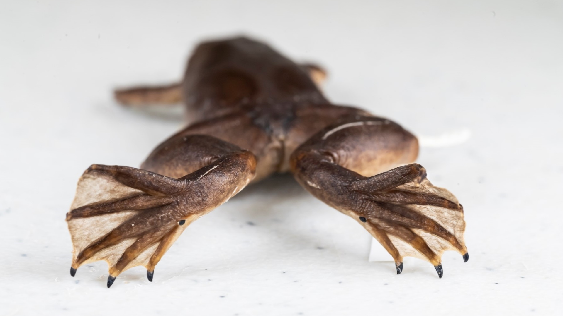 Alertan en Florida por rana africana que pone en riesgo ecosistema