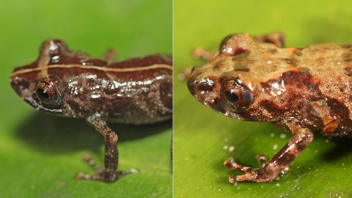 Descubren nos nuevas especies de ranas en la Amazonía peruana