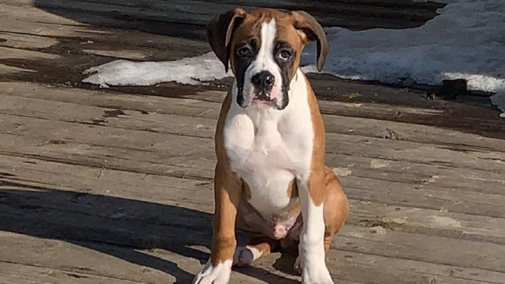 #Video Perro trata de robarse pizza en video de TikTok