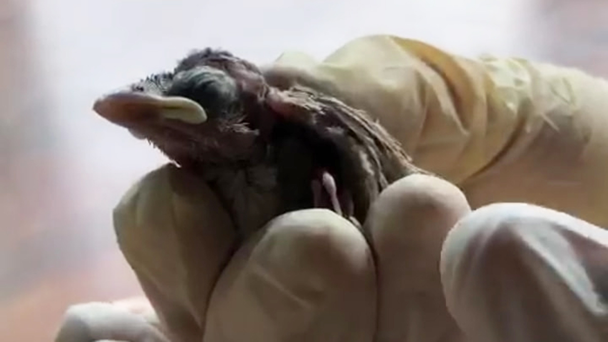 Controlan al 100 por ciento incendio en Tepoztlán, Morelos - rescate-de-ave-de-incendio-en-tepoztlan