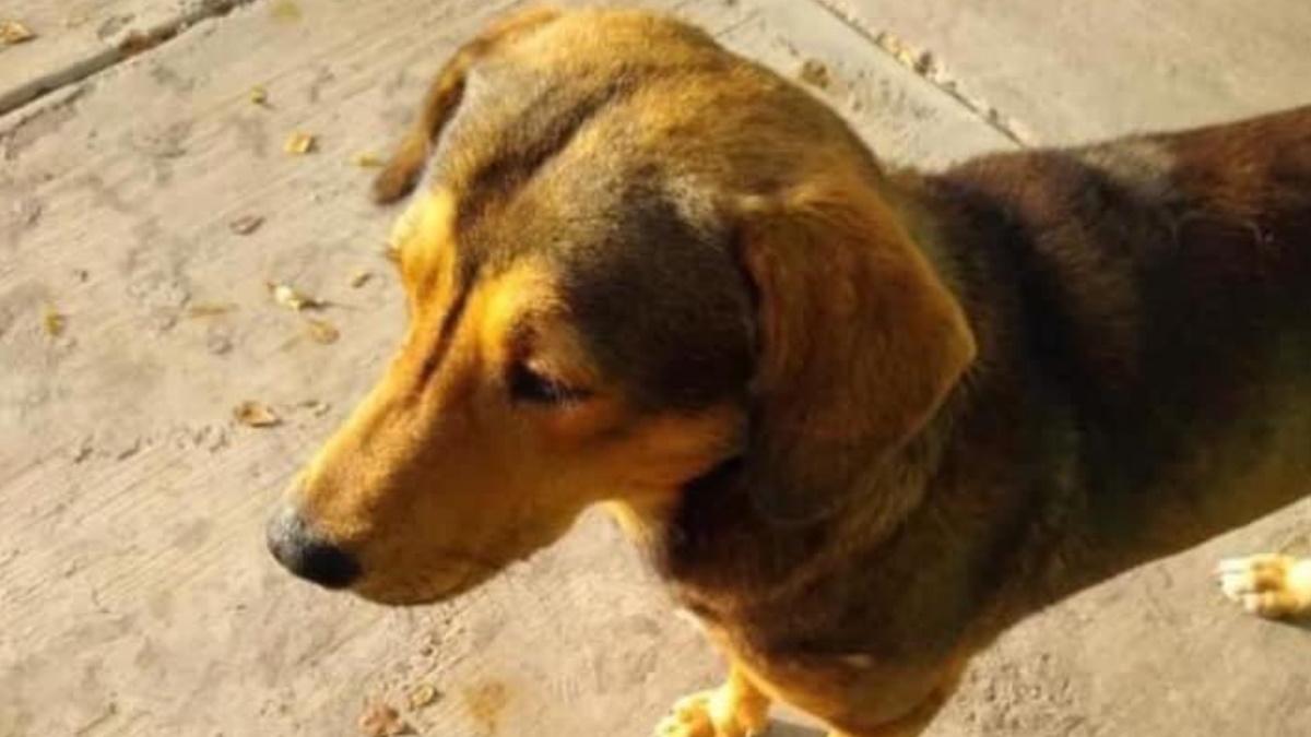 Exigen justicia para ‘Rodolfo Corazón’; sujeto lo habría matado a machetazos Exigen justicia para ‘Rodolfo Corazón’; sujeto lo habría matado a machetazos