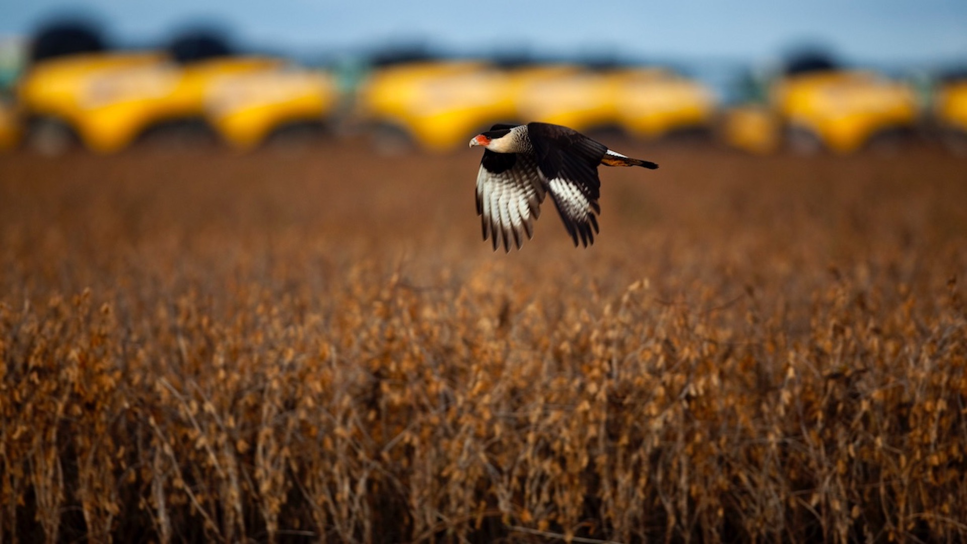 Alertan sobre peligros a soberanía alimentaria por agrotóxicos