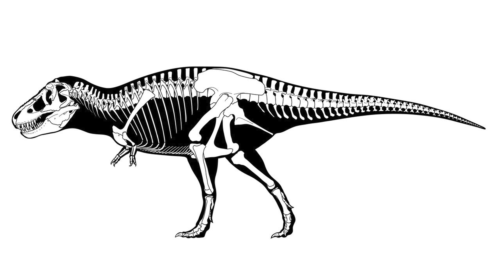 Existieron alrededor de 2 mil 500 millones de Tiranosaurios rex en el mundo - tiranousario-rex