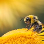 UNAM elabora trampas acústicas para atrapar moscas y abejas sin lastimarlas