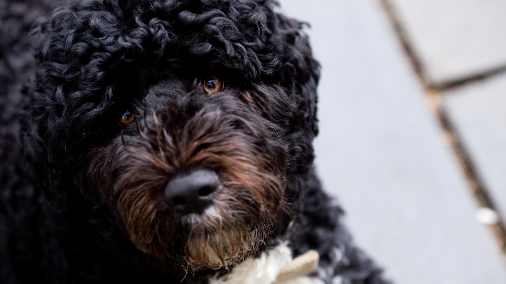 Murió “Bo”, uno de los perros de la familia Obama