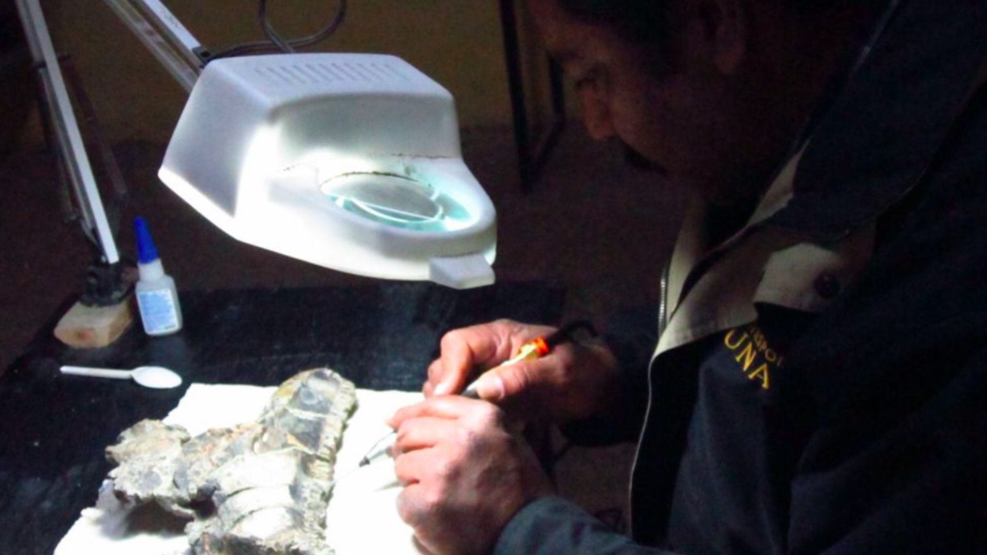 Paleontólogos del INAH y UNAM descubren nueva especie de dinosaurio