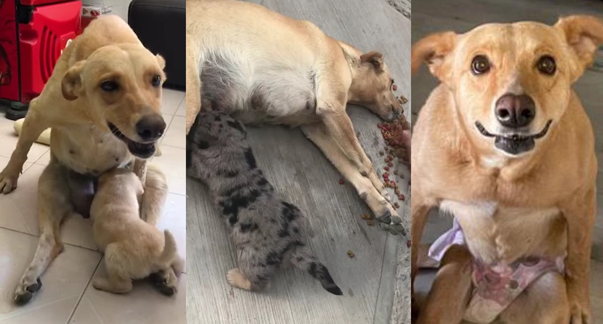 #Video Perrita atropellada se aferra a la vida para alimentar a sus cachorros