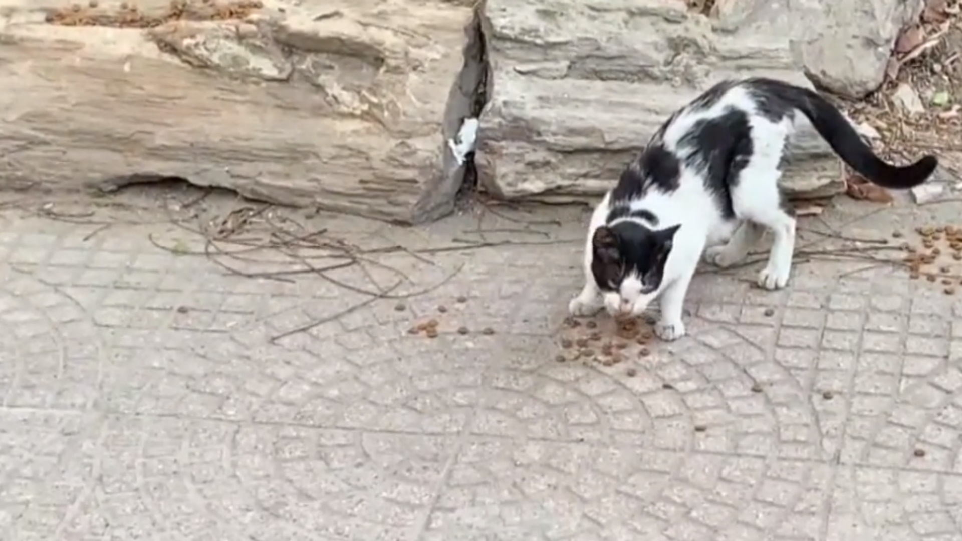 Perros y gatos callejeros en El Cairo también rompen el ayuno en Ramadán