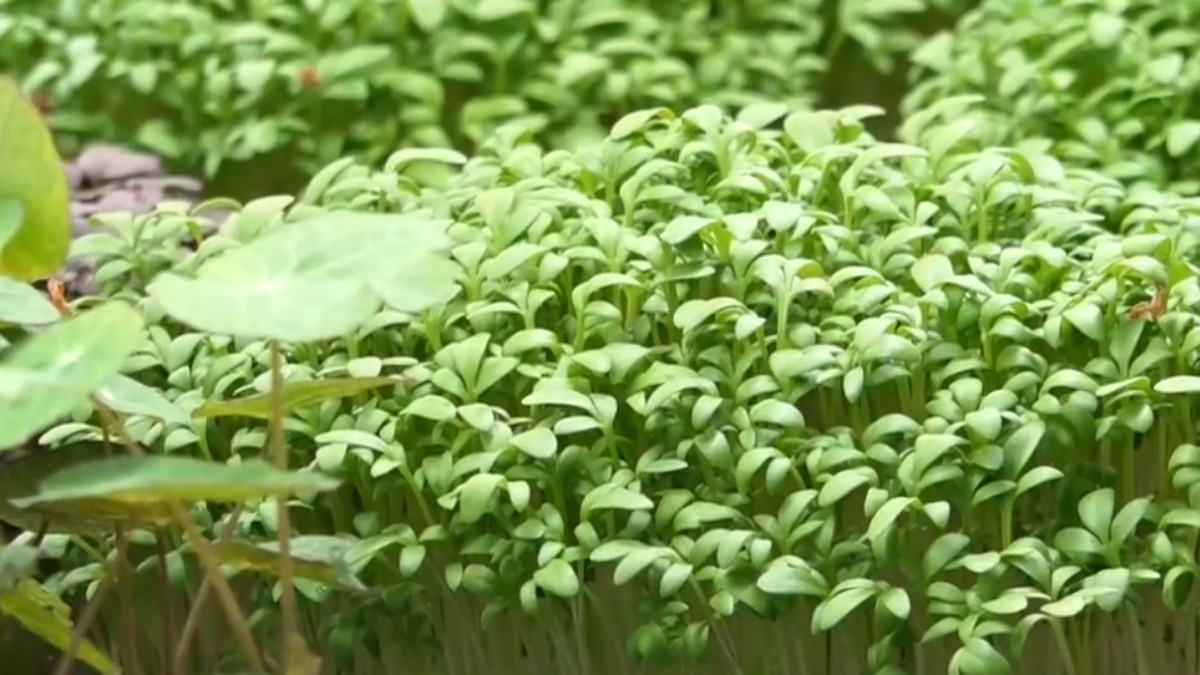 Microvegetales, los ingredientes del futuro para una alimentación sostenible