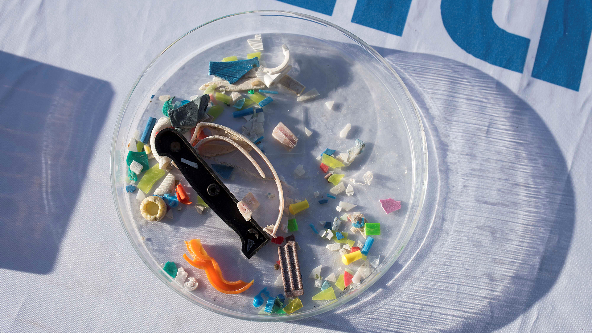 Microplásticos afectan al funcionamiento de las membranas celulares, señala estudio Microplásticos afectan al funcionamiento de las membranas celulares, señala estudio