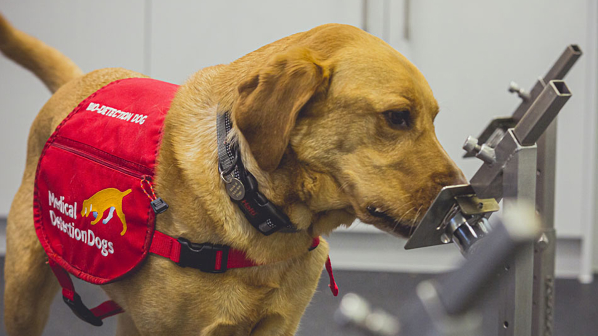 Perros pueden detectar COVID-19 con una precisión de hasta 94 %