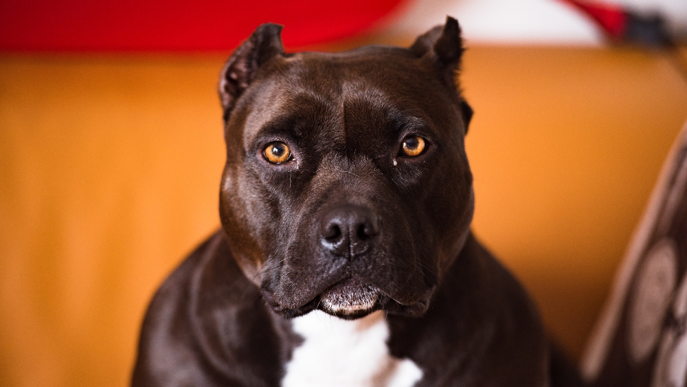 Perro pitbull ataca y mata a una adulta mayor en Veracruz