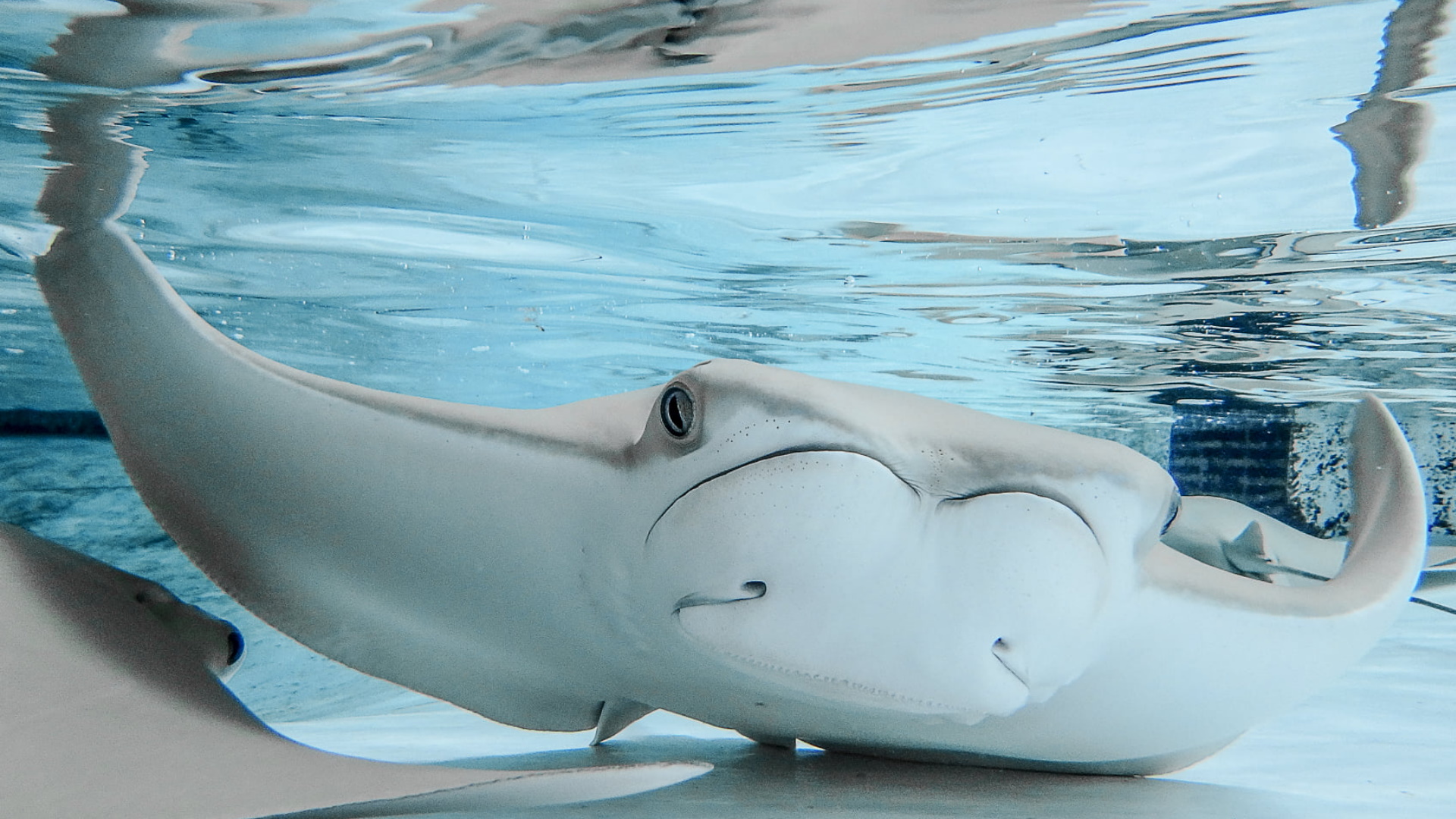 Investigan extraña muerte de 12 rayas en zoológico de Tampa Investigan extraña muerte de 12 rayas en zoológico de Tampa