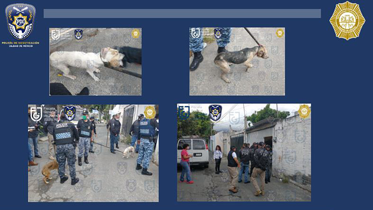 Rescatan a siete perros en Xochimilco que sufrían maltrato animal