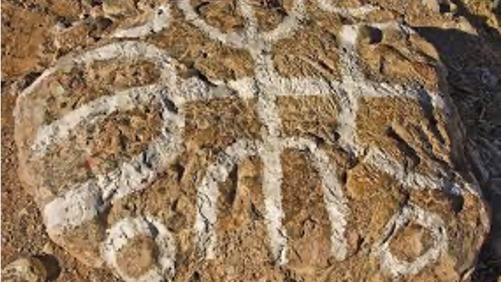 Al-Kāhina (Dinhya) la sacerdotisa Al-Kāhina (Dinhya) la sacerdotisa