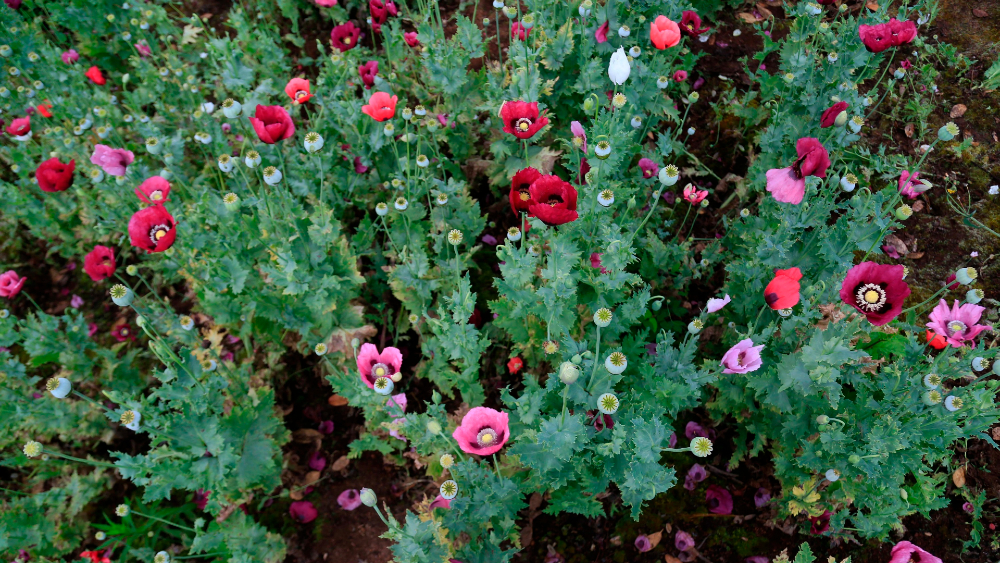 ONU señala que México es el tercer mayor productor global de opio