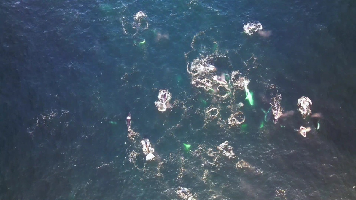 #Video Avistan por primera vez en Australia a ballenas cazando mediante burbujas