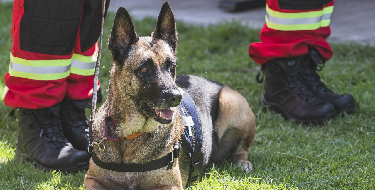 Certifican a binomios de la Unidad Canina de Rescate de la UNAM