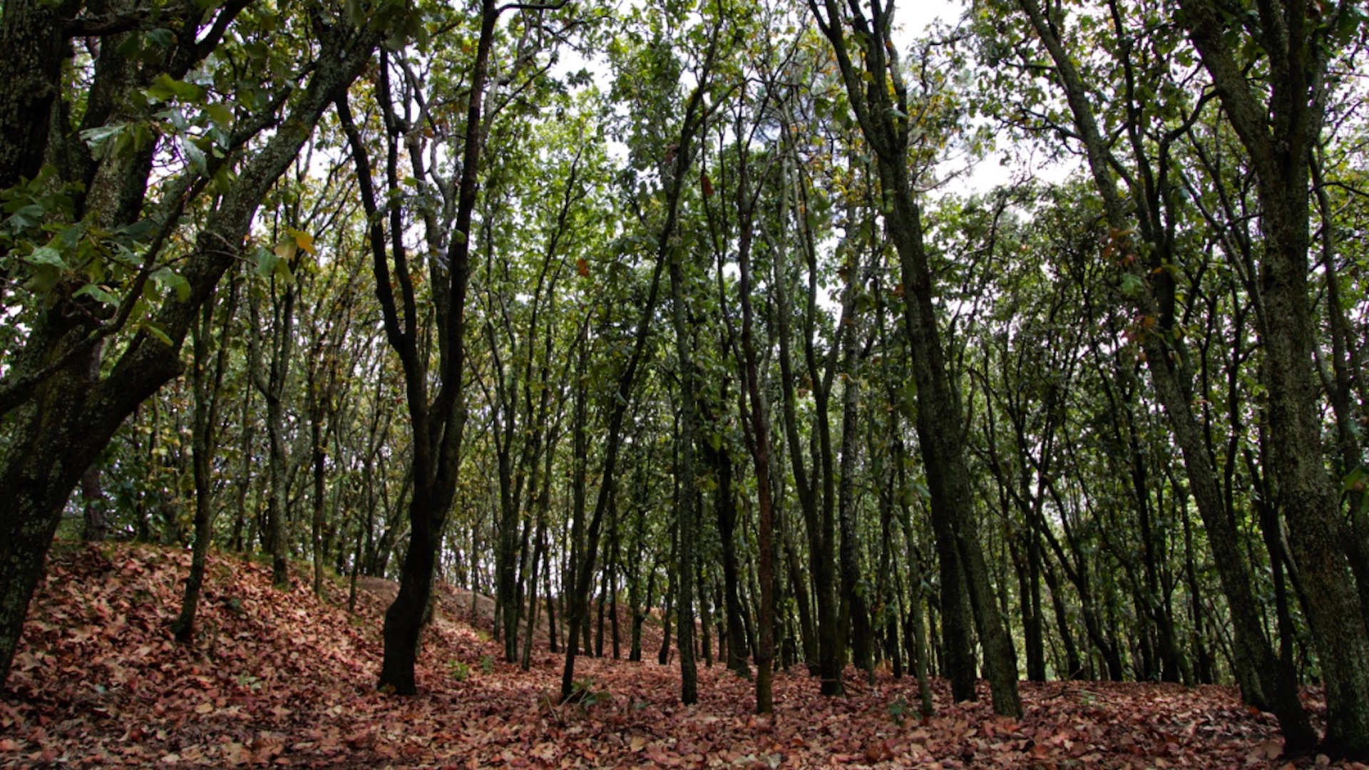 Gobernador de Jalisco denuncia subasta de terrenos en el Bosque de La Primavera