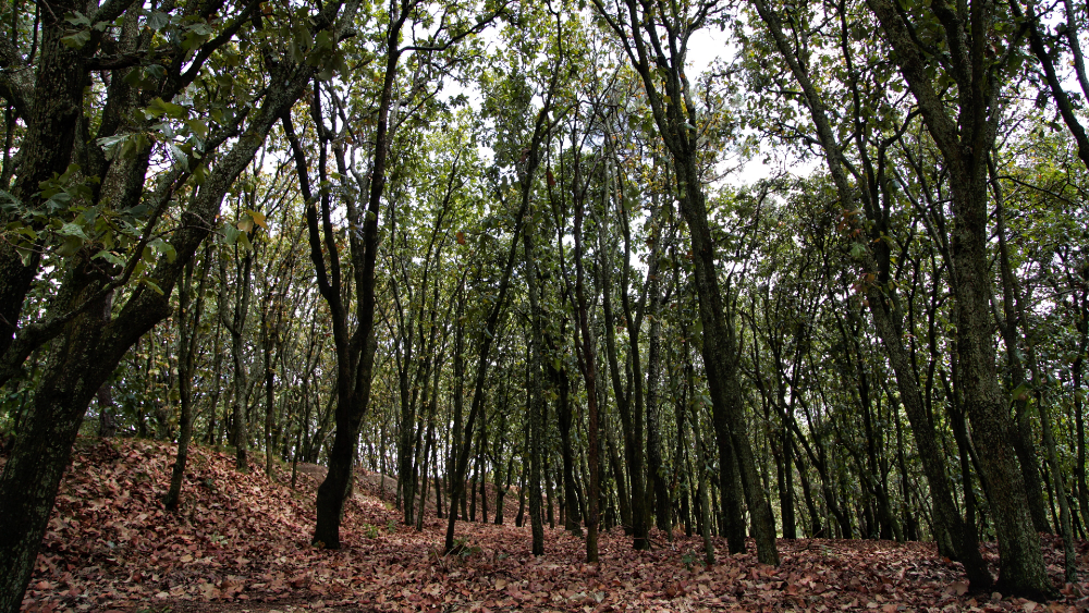 Frena INDEP subasta de lote en Bosque La Primavera tras reclamo de Alfaro