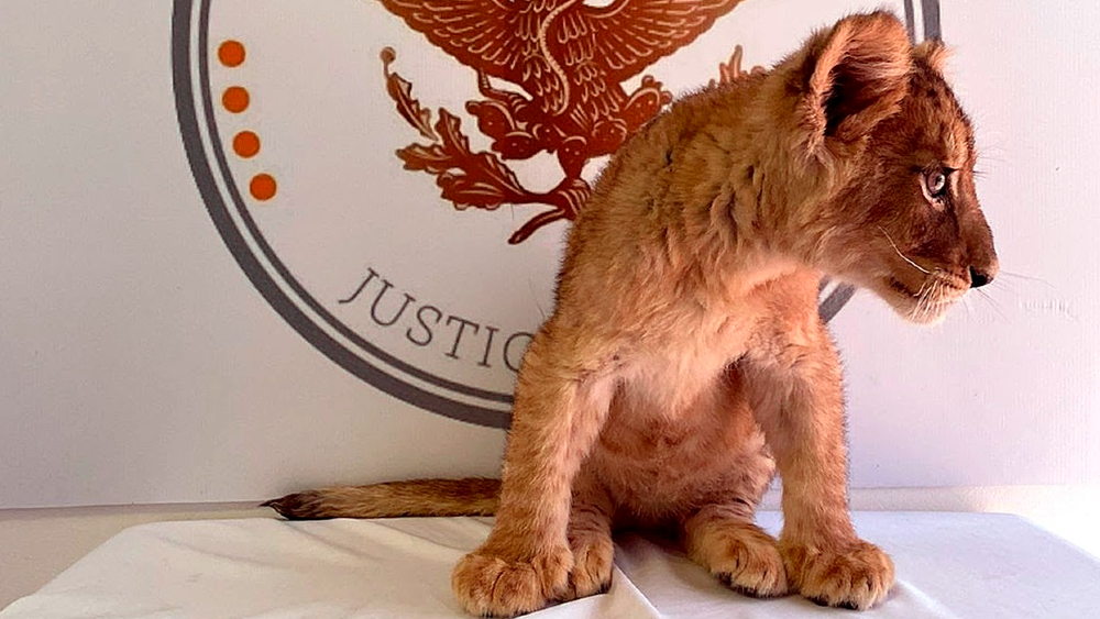 Aseguran una cachorra de león africano en aeropuerto de Ciudad Juárez