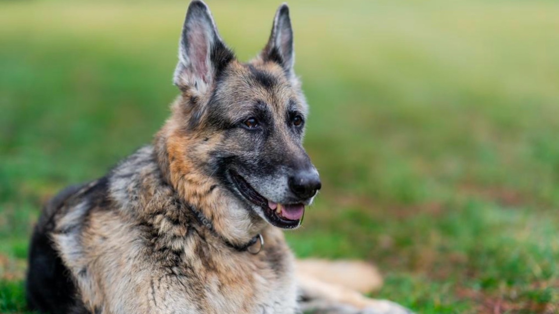 Murió Champ, el perro de la familia Biden Murió Champ, el perro de la familia Biden