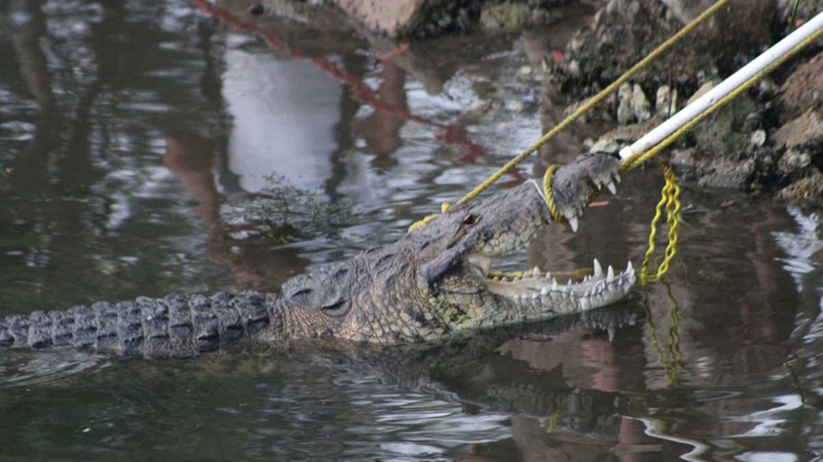 #Video Cocodrilo arrastra a mujer a laguna de Tampico y la ahoga