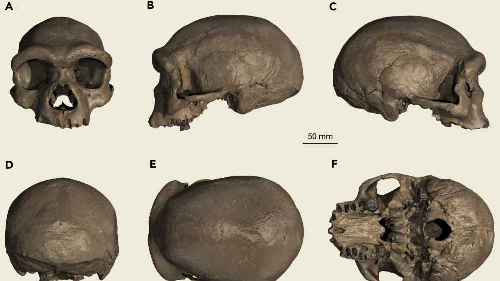 Cráneo de Harbin es una nueva especie humana, ¿la más cercana a nosotros? Cráneo de Harbin es una nueva especie humana, ¿la más cercana a nosotros?