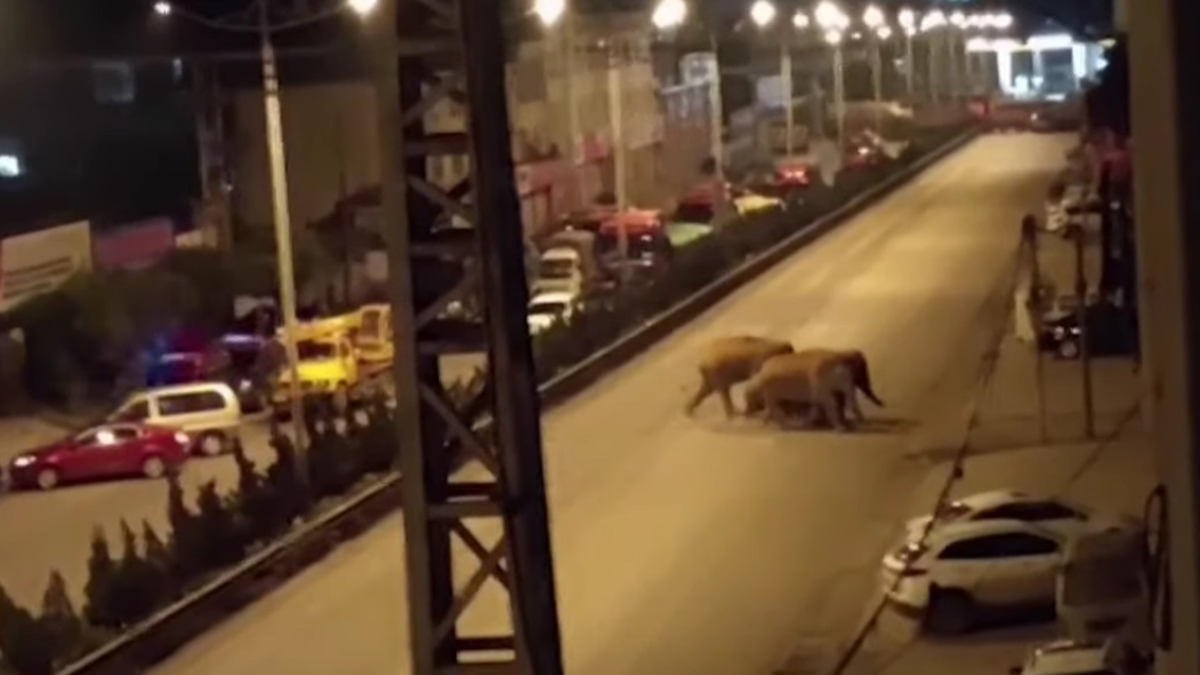 #Video Elefantes atraviesan poblaciones en China durante migración