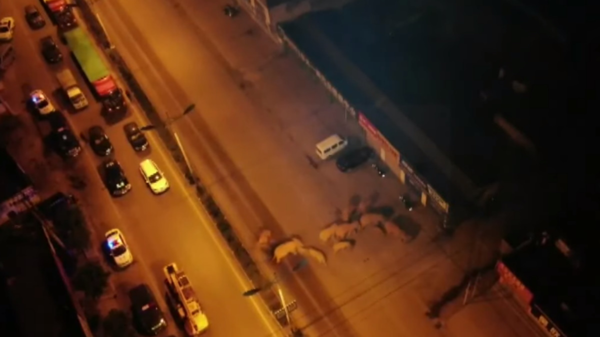 Elefantes atraviesan varios pueblos durante su migración en China