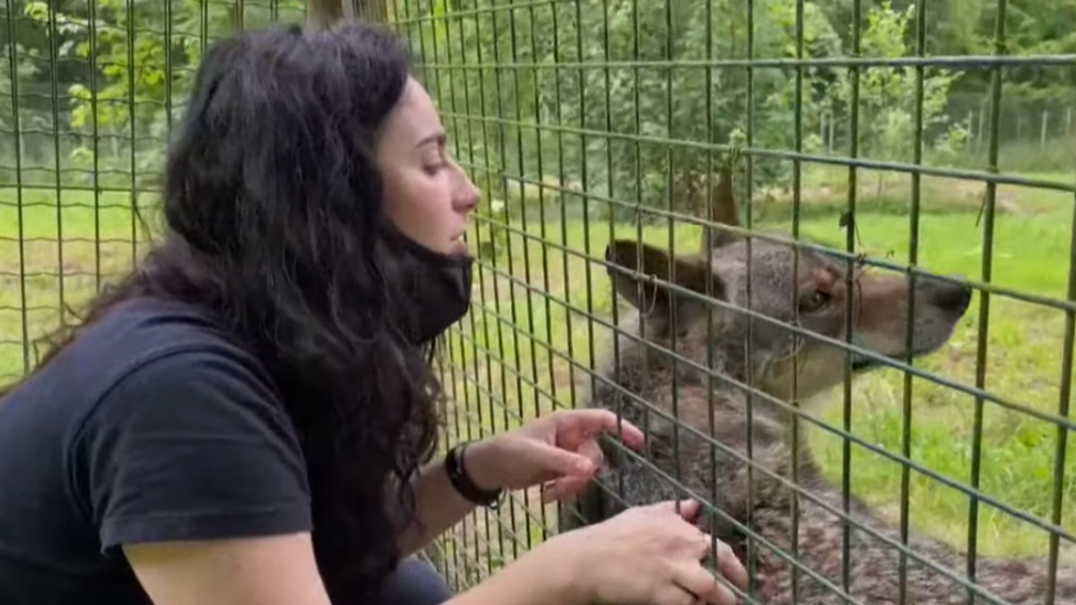 Los aullidos continúan en la Casa del Lobo en plena polémica sobre la especie