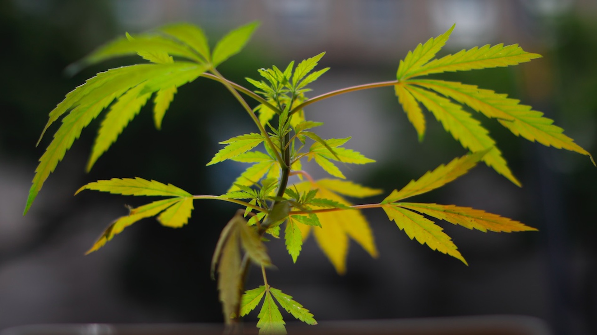 ¿Qué permite y qué prohíbe el fallo de la SCJN sobre la mariguana? ¿Qué permite y qué prohíbe el fallo de la SCJN sobre la mariguana?
