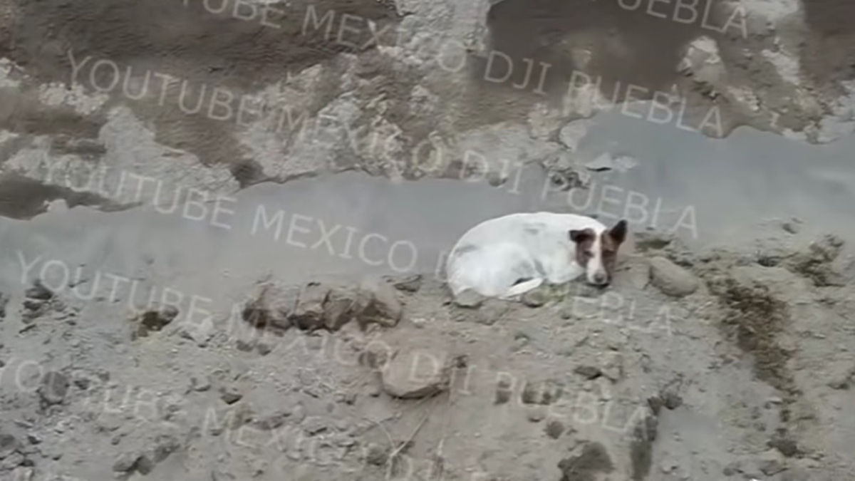 #Video Otro perro cayó al socavón gigante en Puebla