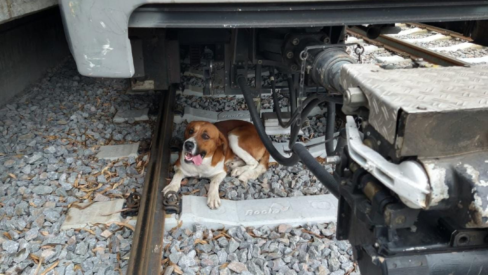 Rescatan a perro que ingresó a vías del Tren Ligero de CDMX
