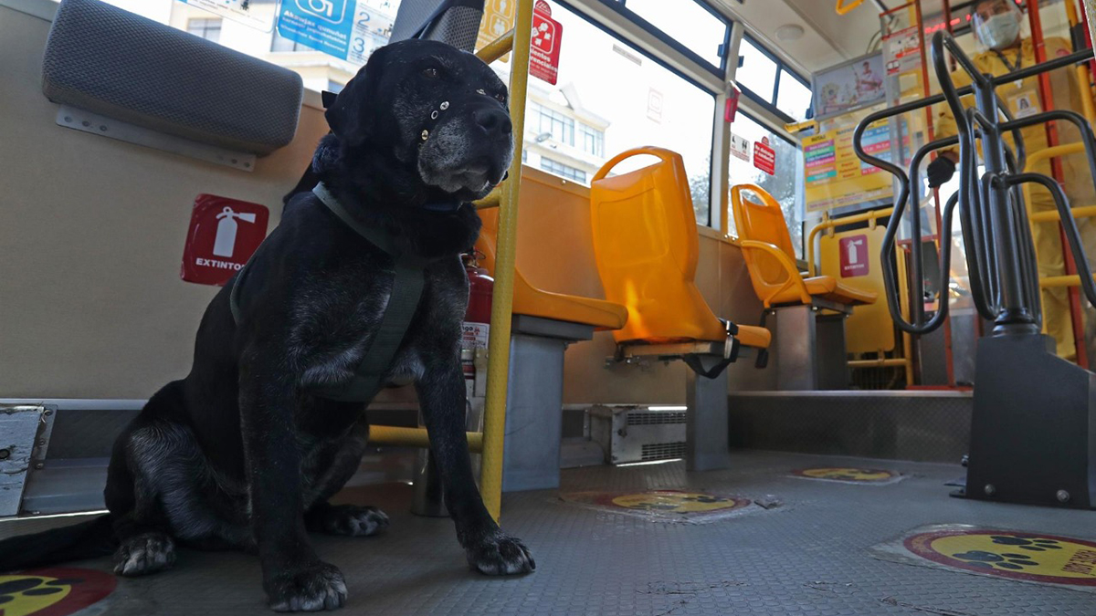 Don Alonso, el perro que ama viajar en el transporte público de Bolivia Don Alonso, el perro que ama viajar en el transporte público de Bolivia
