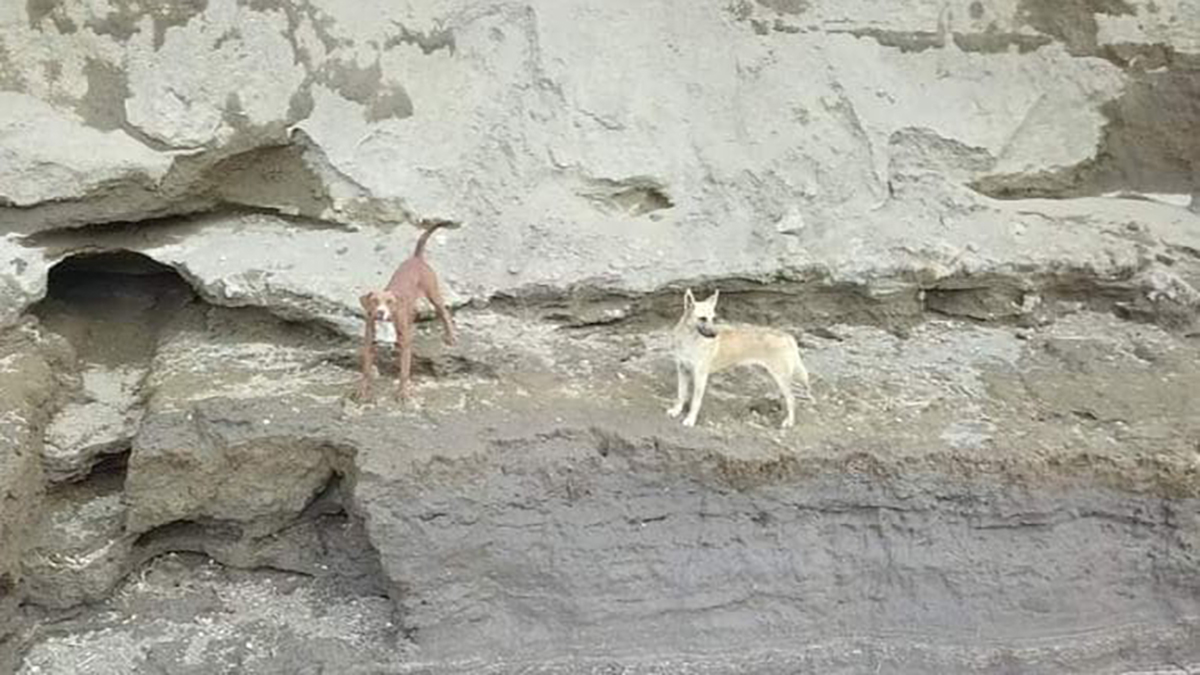 Promete el gobernador Barbosa rescate de perros que cayeron a socavón