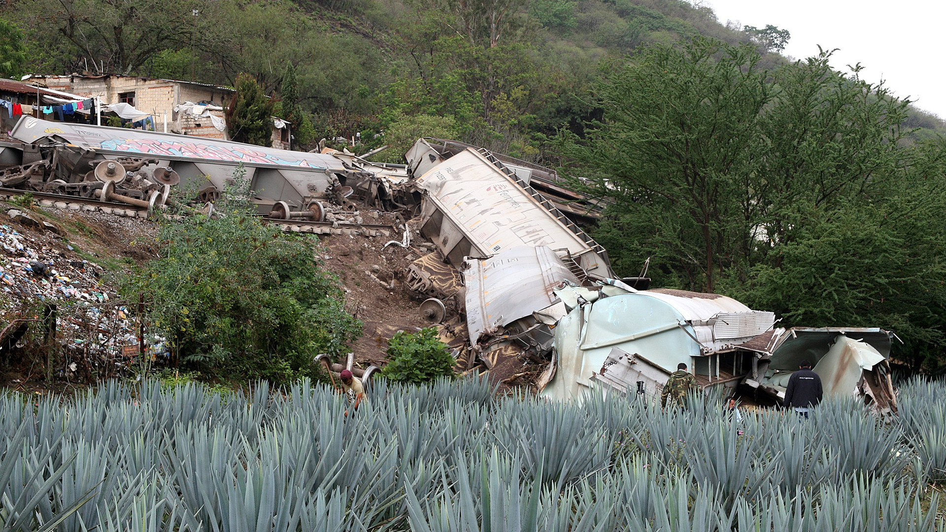 Tren descarrila en Jalisco y golpea casas; hay un muerto y tres heridos - vagones-de-tren-descarrilados-que-afectaron-casas-y-cultivo-de-agave