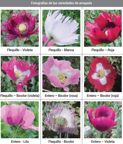 Cultivos de amapola en México disminuyeron 23 % en el periodo 2018-2019 - variedades-de-amapola-que-se-cultivan-en-mexico