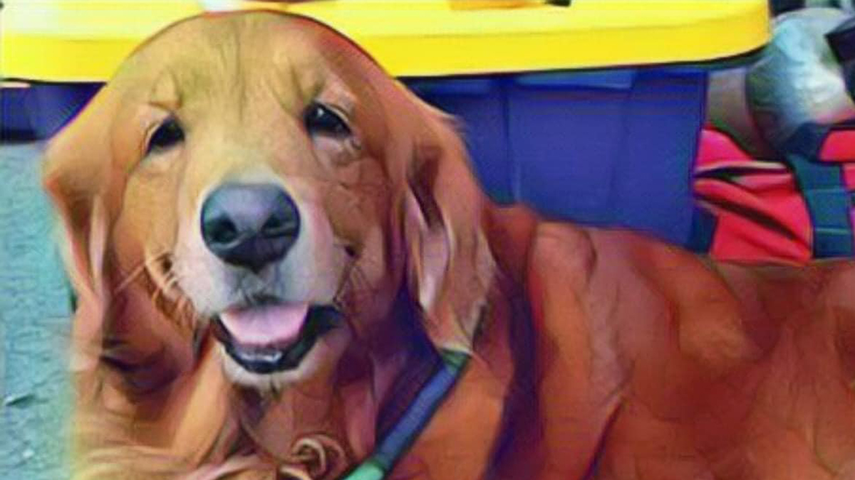 Murió Alondra, perrita rescatista que colaboró tras sismo de 2017