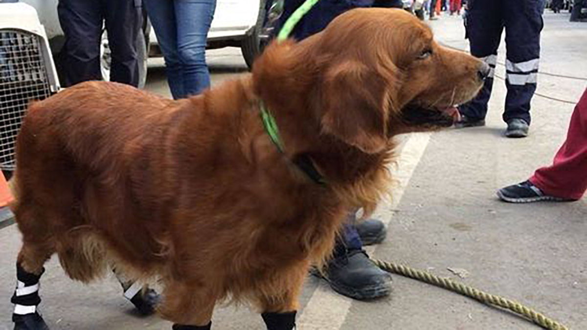 Murió Alondra, perrita rescatista que colaboró tras sismo de 2017 - alondra-perrita-rescatista