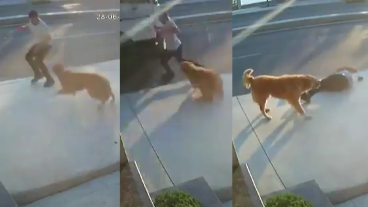 #Video Perro asusta con ladridos a hombre en la calle; provoca que lo atropellen