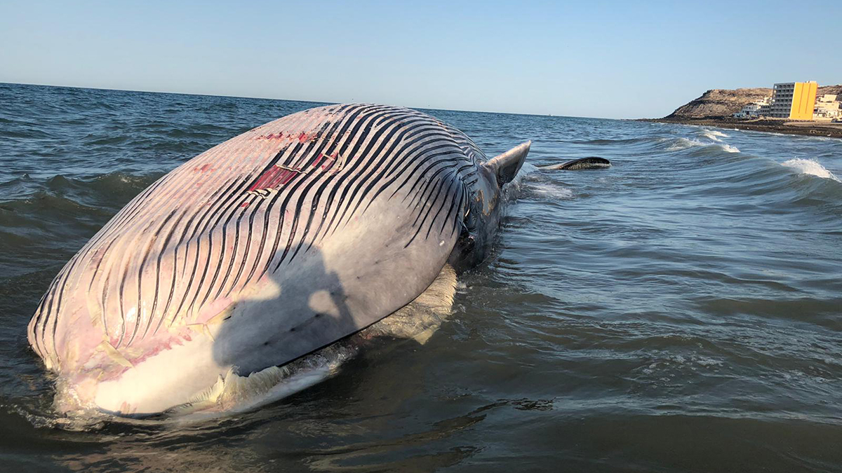 Varamiento y muerte de ballena en Puerto Peñasco, oportunidad de estudio para científicos